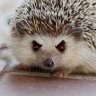 EvilHedgehogGaming