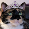 Allie Cat